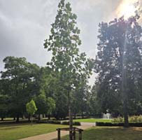 Der Baum wurde 2024 vom Seniorenbeirat gestiftet